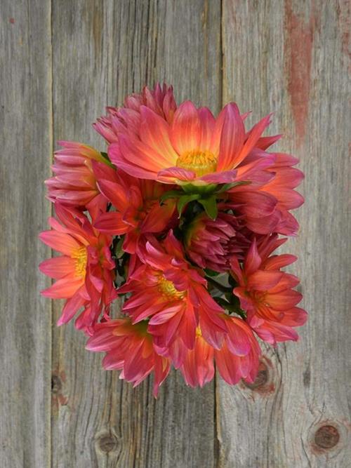 DARK PINK COLOR DAHLIA